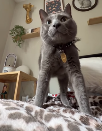 Short-spined cat standing tall