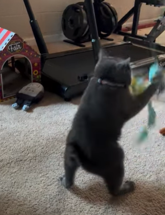 cat standing on bed