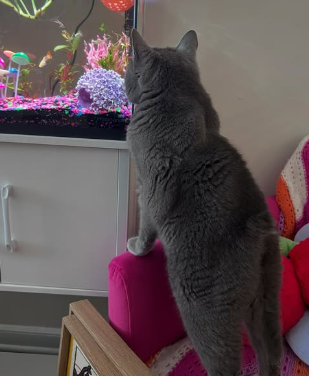 cat by the aquarium