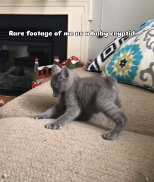 baby cryptid footage